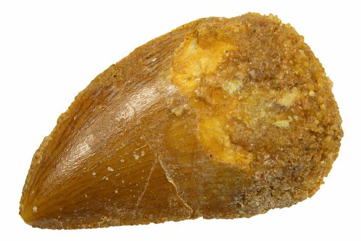 Serrated, Baby Carcharodontosaurus Tooth - Morocco #329865